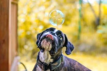 13 Silly Dog Breeds That Have The Goofiest Personalities