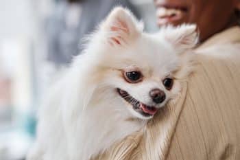 11 Cuddly Dog Breeds That Treat You Like Their Favorite Blanket