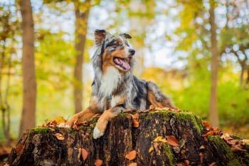 11 Ultimate Dog Breeds That Love Big Adventures