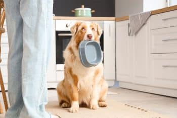 11 Clever Dog Breeds Always Ready To Stir Things Up