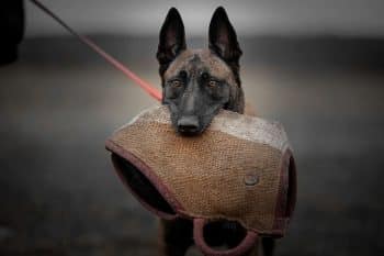 9 Smart Dog Breeds That Thrive With Mental Challenges