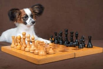 9 Smart Dog Breeds That Like To Solve Puzzles