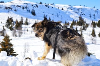 13 Hardy Dog Breeds That Handle Snow Like Pros