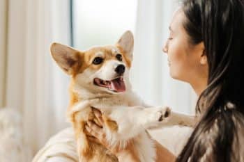 9 Signs Your Dog Is Trying to Cheer You Up