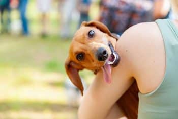 13 Loyal Dog Breeds That Are Velcro Dogs At Heart