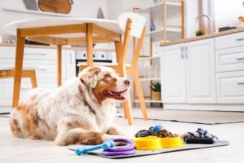 15 Smart Dog Breeds That Thrive On Structure