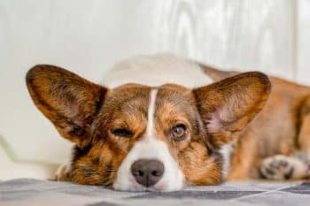 13 Reasons Your Dog Sleeps With One Eye Open