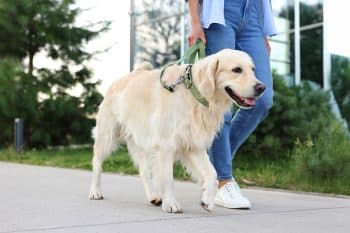 15 Gentle Dog Breeds That Walk Beside You Always