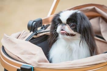 13 Quiet Dog Breeds With Low Drama