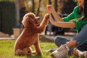 15 Friendly Dog Breeds That Never Meet Strangers