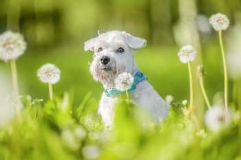 9 Bold Dog Breeds That Steal Hearts Instantly