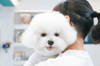 11 Affectionate Dog Breeds That Fill Every Room With Love