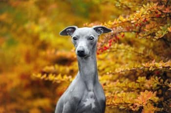 15 Sleek Dog Breeds That Are All About Elegance
