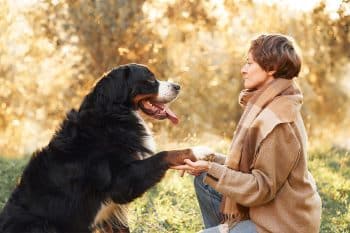 15 Trusty Dog Breeds That Never Let You Down