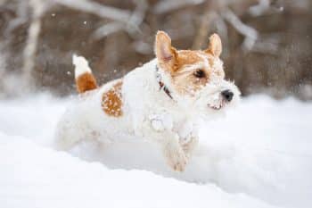 15 Spirited Dog Breeds That Refuse to Be Ordinary