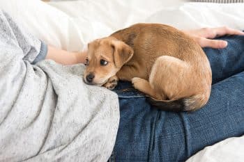 15 Ways Dogs Try To Comfort Sick Owners