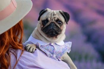 9 Loving Dog Breeds That Stick Like Glue