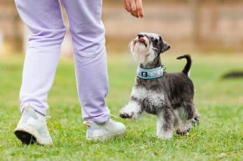 13 Fun-Loving Dog Breeds That Turn Every Day Into Playtime
