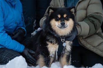 15 Loyal Dog Breeds That Stick Like Glue for Life