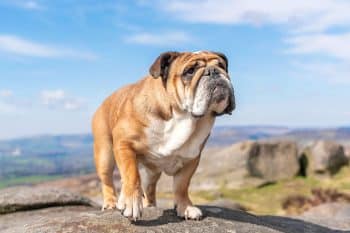 9 Distinguished Dog Breeds That Get Better With Age
