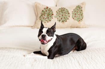 13 Chill Dog Breeds For Hectic Homes