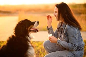 9 Regal Dog Breeds That Stay Close Forever