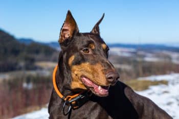 15 Dog Breeds So Brave, Danger Doesn’t Stand a Chance