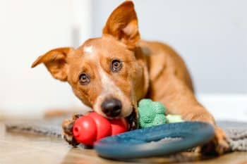 15 Smart Dog Breeds That Outthink Their Toys