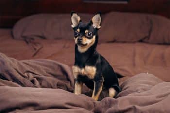 13 Apartment-Friendly Dog Breeds You’ll Love