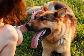 9 Dog Breeds That Love Hard and Stay Loyal for Life
