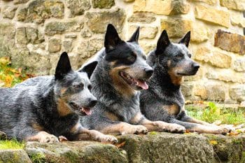 15 Watchful Dog Breeds That Keep Alert