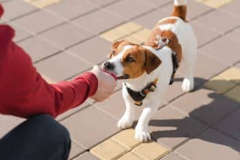 15 Dog Breeds So Smart They’ll Outsmart You at Every Turn