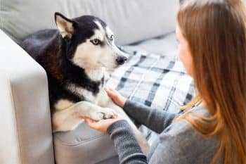 15 Magnetic Dog Breeds That Light Up Every Room