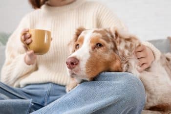 13 Loving Dog Breeds That Stay Close Forever