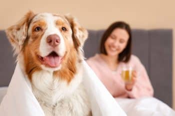 11 Loyal Dog Breeds That Only Have Eyes for You