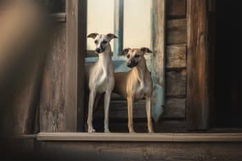 13 Low-Barking Dog Breeds That Keep It Peaceful