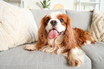 15 Top Dog Breeds for Peaceful Homes