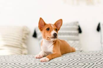 11 Quiet Dog Breeds For Peaceful Days