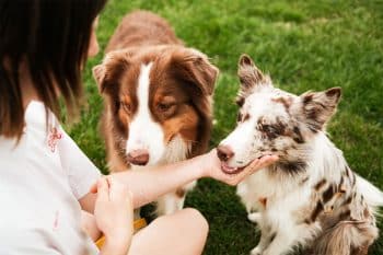 13 Loyal Dog Breeds That Always Come Running Back