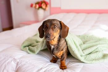 15 Hopeful Dog Breeds That Were Made For Cozy Living