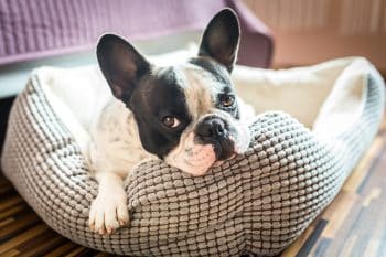 13 Easygoing Dog Breeds That Keep It Chill
