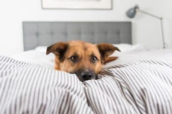 11 Ways Dogs Try to Calm Themselves