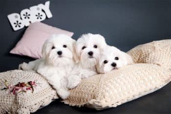 11 Top Dog Breeds for Apartment Life