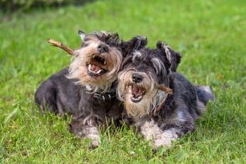 These 15 Dog Breeds Understand All Things Playful