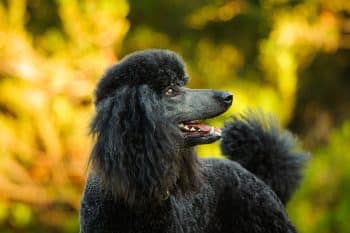 11 Poised Dog Breeds That Handle Everything With Grace