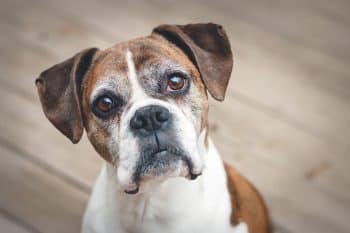 15 Surprising Insights into the Canine Mind