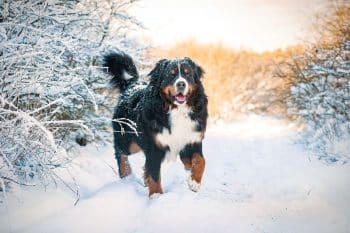 13 Hardy Dog Breeds Built For Winter Adventures