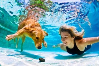 11 Playful Dog Breeds That Absolutely Love Water
