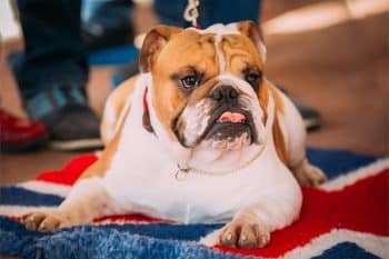 13 Chill Dog Breeds That Stay Calm