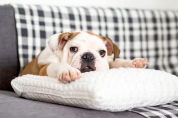 11 Snuggly Dog Breeds For Lazy Days